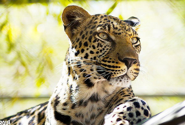 Entrada General + Safari Felinos + Safari Herbívoros 22/03