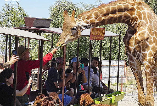 Entrada General + Safari Felinos + Safari Herbívoros 22/03