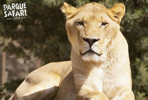 Entrada General+Safari Felinos+Herbívoros Sábado 3 de mayo