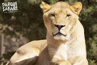 Entrada General+Safari Felinos+Herbívoros Sábado 29 de marzo