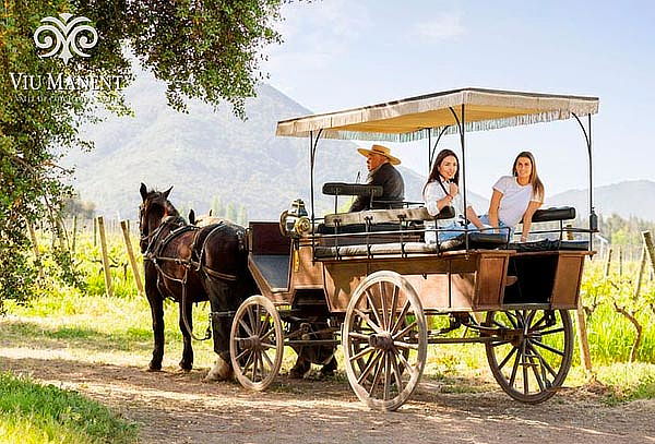 Tour Vinos de Lujo para 1 persona en Viña Viu Manent