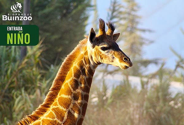 Entrada Bioparque Buinzoo para Niño Martes a Domingo