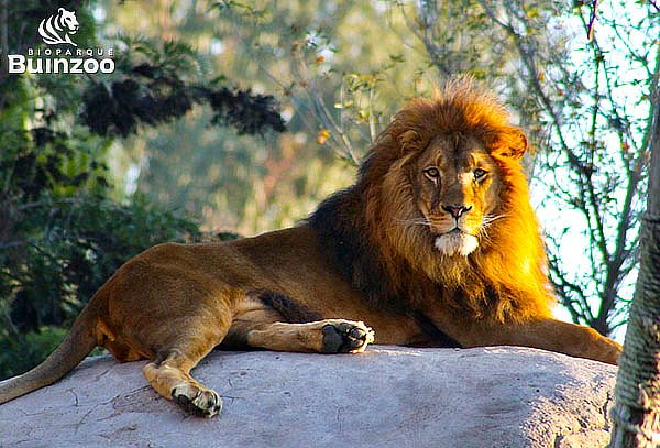 Entrada Bioparque Buinzoo para Niño Sábado 31 de mayo