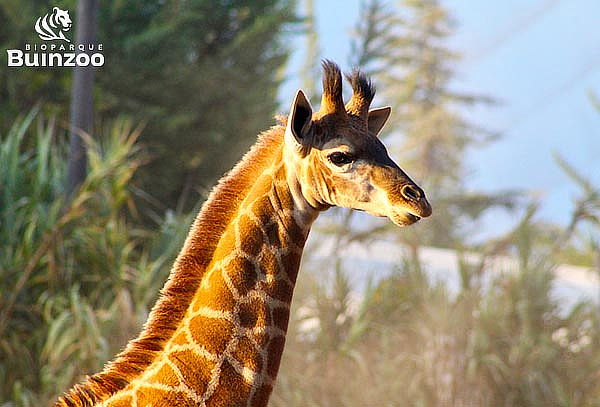 Entrada Bioparque Buinzoo para Niño Sábado 31 de mayo