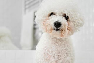 Peluquería Canina Poodle en MascoShop