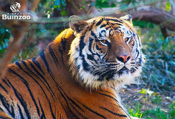 Entrada Vacaciones de Invierno Bioparque BuinZoo: 20/06