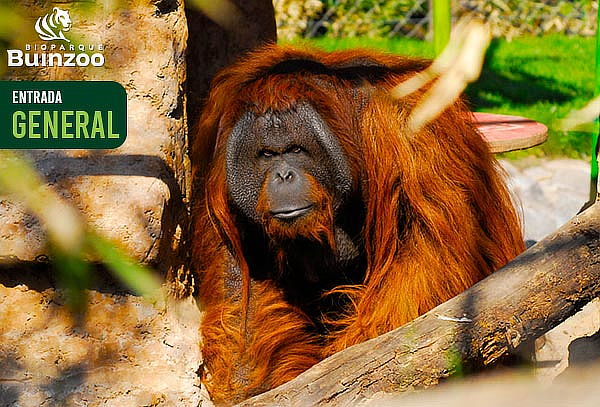 Entrada Vacaciones de Invierno Bioparque BuinZoo: 21/06
