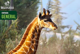 Entrada Vacaciones de Invierno Bioparque BuinZoo: 22/06
