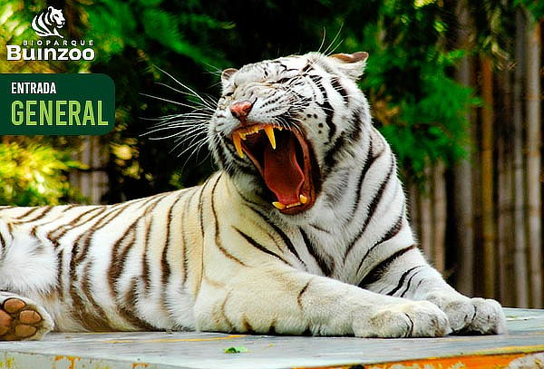 Entrada Vacaciones de Invierno Bioparque BuinZoo: 24/06