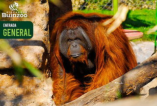 Entrada Vacaciones de Invierno Bioparque BuinZoo: 25/06