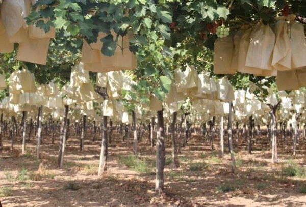 Asesoria del servicio de cultivo y producción de uva de mesa
