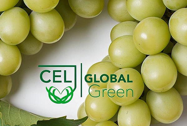 Asesoria del servicio de cultivo y producción de uva de mesa