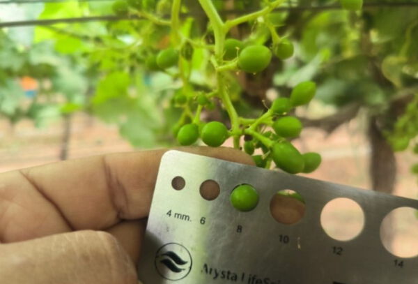 Asesoria del servicio de cultivo y producción de uva de mesa