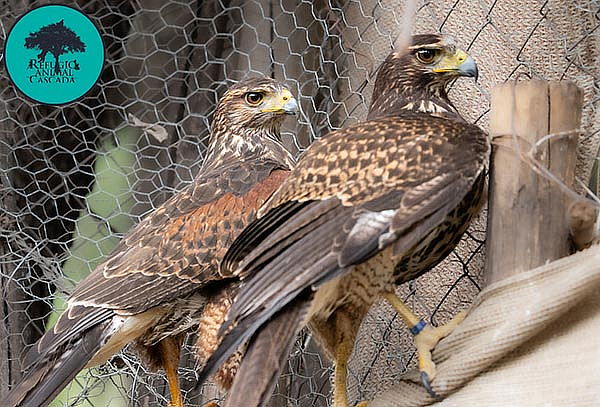 Entrada Adulto Exhibición Santuario de fauna nativa 