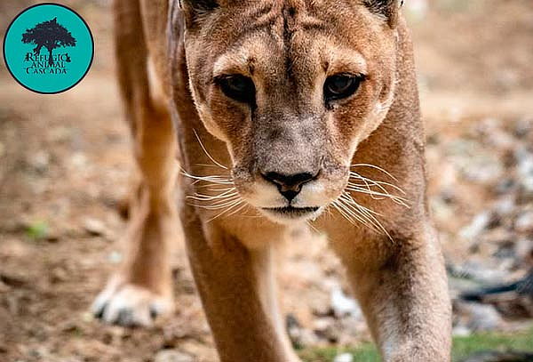 Entrada Niños Exhibición Santuario de fauna nativa 