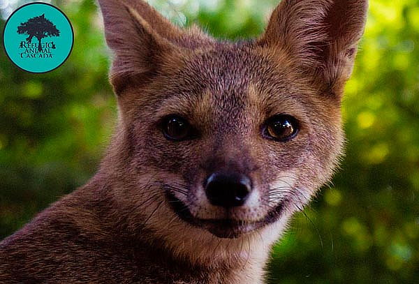 Entrada Niños Exhibición Santuario de fauna nativa 