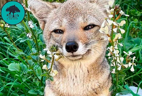 Entrada Niños Exhibición Santuario de fauna nativa 
