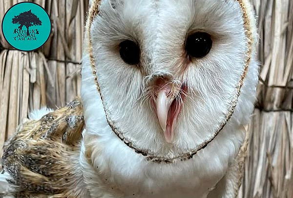 Entrada Niños Exhibición Santuario de fauna nativa 