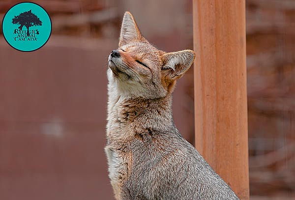 Entrada Sábado Exhibición de fauna nativa en Refugio Animal 
