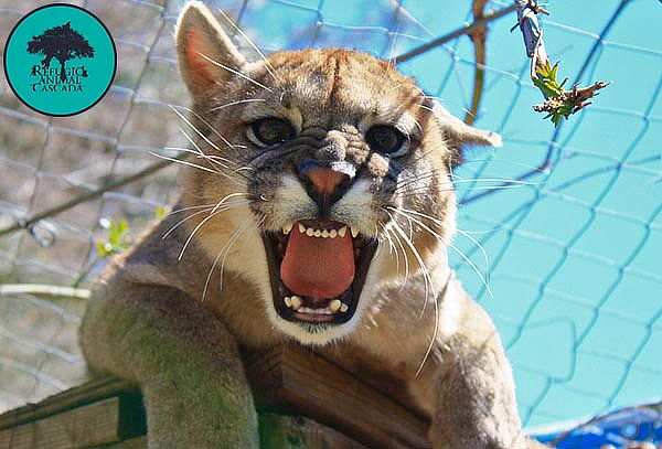 Entrada Sábado Exhibición de fauna nativa en Refugio Animal 