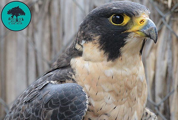 Entrada Sábado Exhibición de fauna nativa en Refugio Animal 