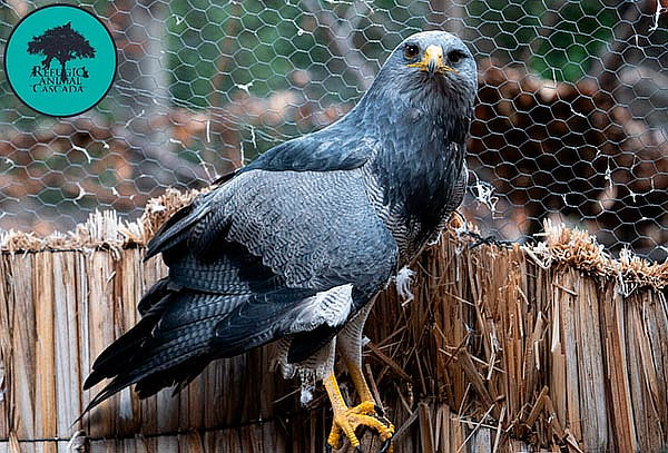 Entrada Domingo Exhibición de fauna nativa en Refugio Animal