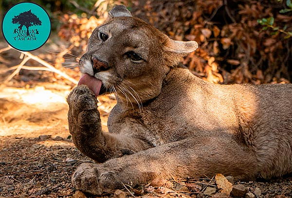 Entrada Domingo Exhibición de fauna nativa en Refugio Animal
