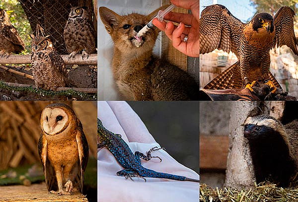 Entrada Domingo Exhibición de fauna nativa en Refugio Animal
