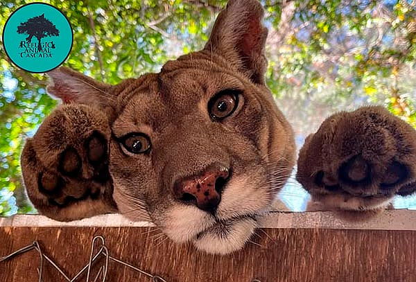 Entrada Domingo Exhibición de fauna nativa en Refugio Animal