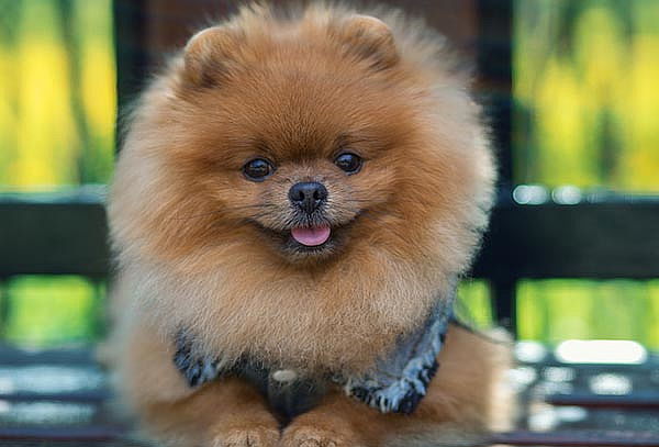 Peluquería Canina Poodle, Pomerania y Más! en MascoShop