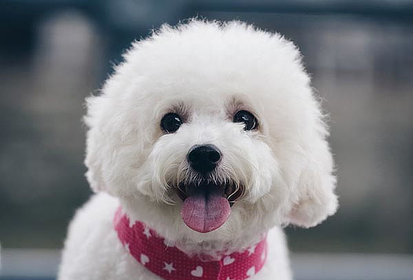 Peluquería Canina Poodle, Pomerania y Más! en MascoShop