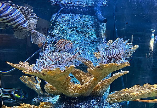 Entrada Acuario Vivamar de martes a domingo 