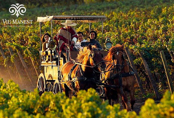 Tour Carruaje para 1 persona en Viña Viu Manent