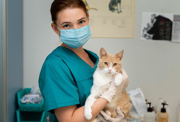 Esterilización Felina hembras Opción con Examenes de Sangre