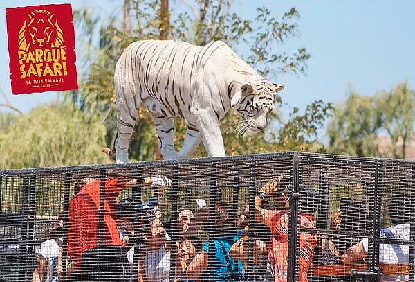 Entrada General+Safari Felinos+Herbívoros Martes a Domingo