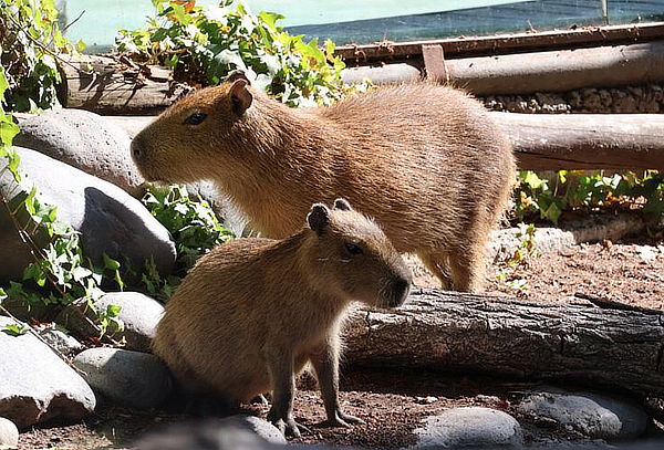Bioparque Buinzoo: Popcorn 1 litro + Bebida lata 350 cc
