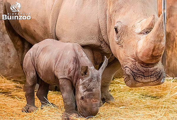Bioparque Buinzoo: Popcorn 1 litro + Bebida lata 350 cc