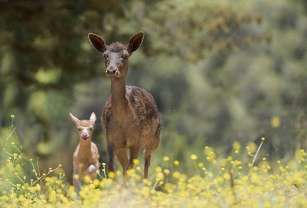 Full Day para 2: Buffet + Piscinas + Masajes +Actividades 