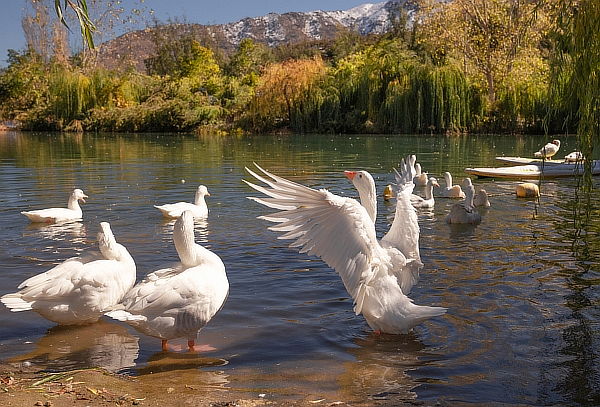 Full Day: Almuerzo y Ceno Buffet + Piscinas+Actividades 