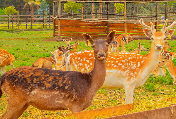 Entrada a Granja + Piscina en Granja Educativa 