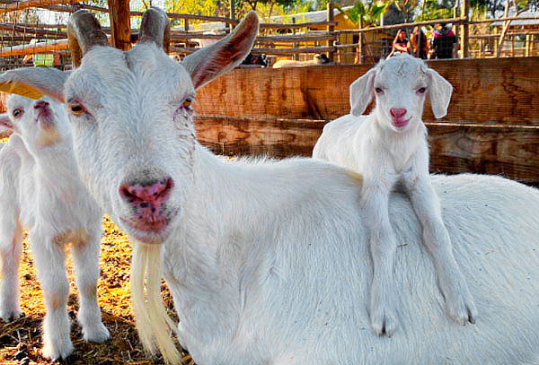 Entrada a Granja + Piscina en Granja Educativa 