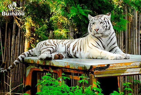 Entrada General Adulto o Niño para Bioparque Buinzoo