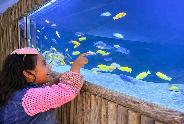 Entrada Adulto Acuario Vivamar de martes a domingo 