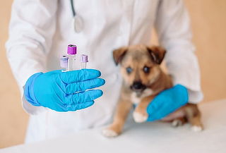 Exámenes de Sangre prequirúrgicos para mascotas 