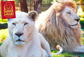 Entrada General+Safari Felinos+Herbívoros Lunes a Domingo