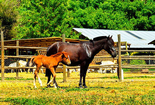Entrada a Granja + Piscina en Granja Educativa 