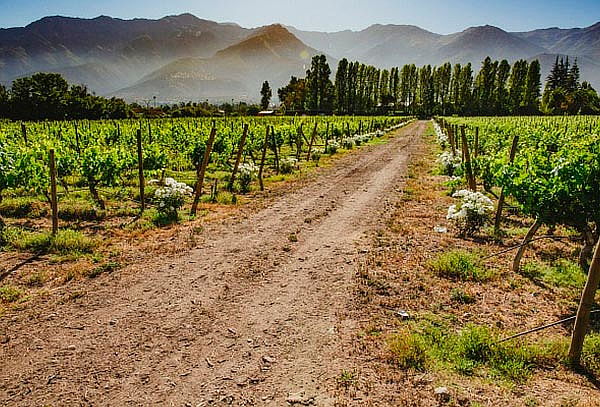 Tour de Vinos Aquitania a elección para 1 o 2 personas