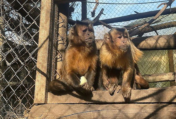 Visita a Museo Centro de Primates  + Alimento para Monos