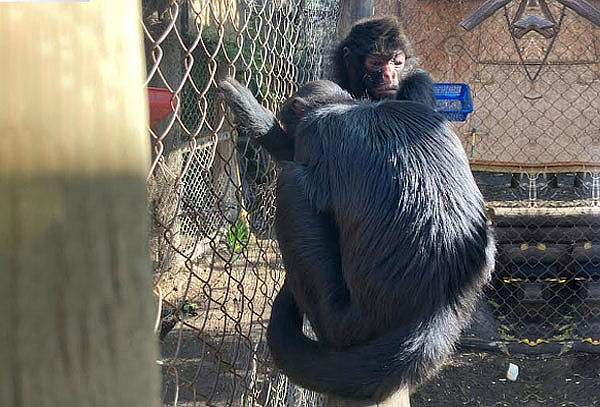 Visita a Museo Centro de Primates  + Alimento para Monos