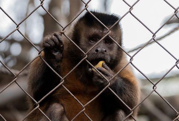 Visita a Museo Centro de Primates  + Alimento para Monos